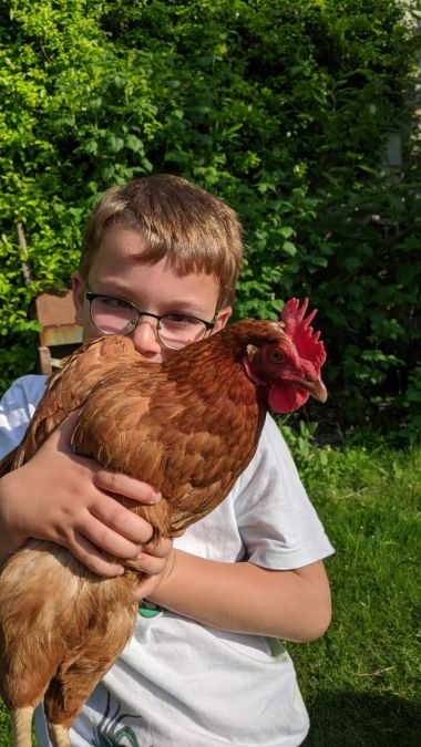 Gallina1